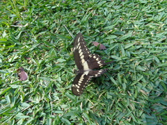 Heraclides ornythion