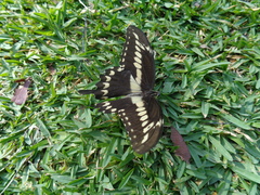 Heraclides ornythion