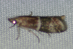 Moodna ostrinella