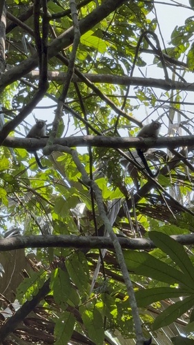 Rondon's Marmoset