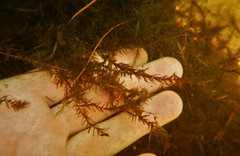 Fontinalis hypnoides