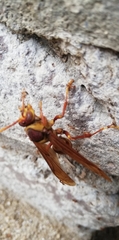 Polistes carnifex