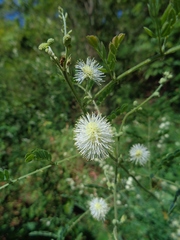 Mimosa malacophylla