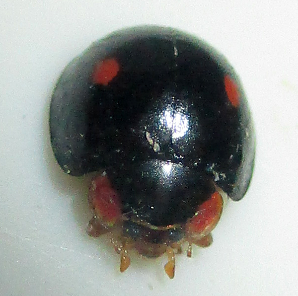 Chilocorus distigma