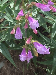 Penstemon lyallii
