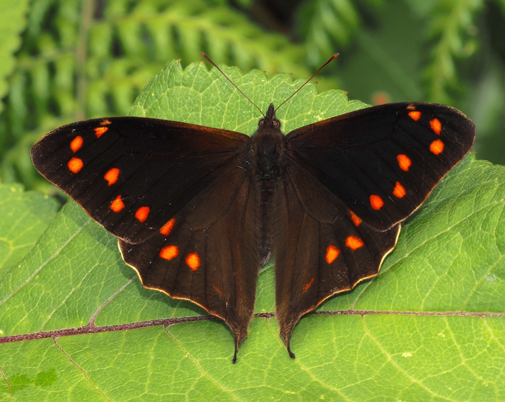 Corades dymantis