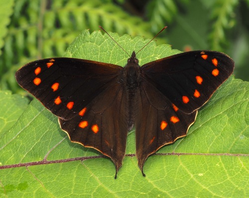 Corades dymantis