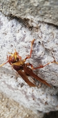 Polistes carnifex