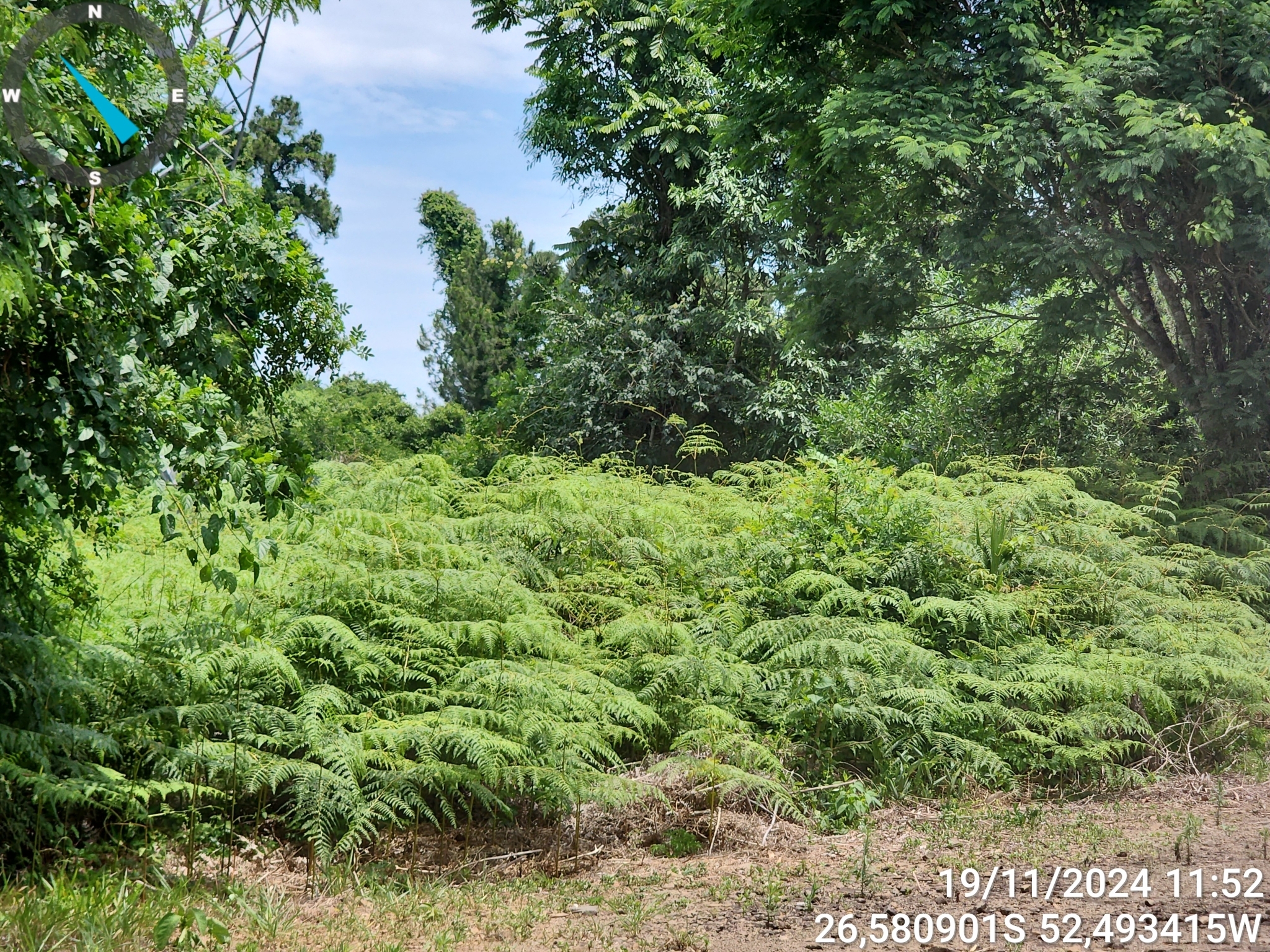 Pteridium arachnoideum