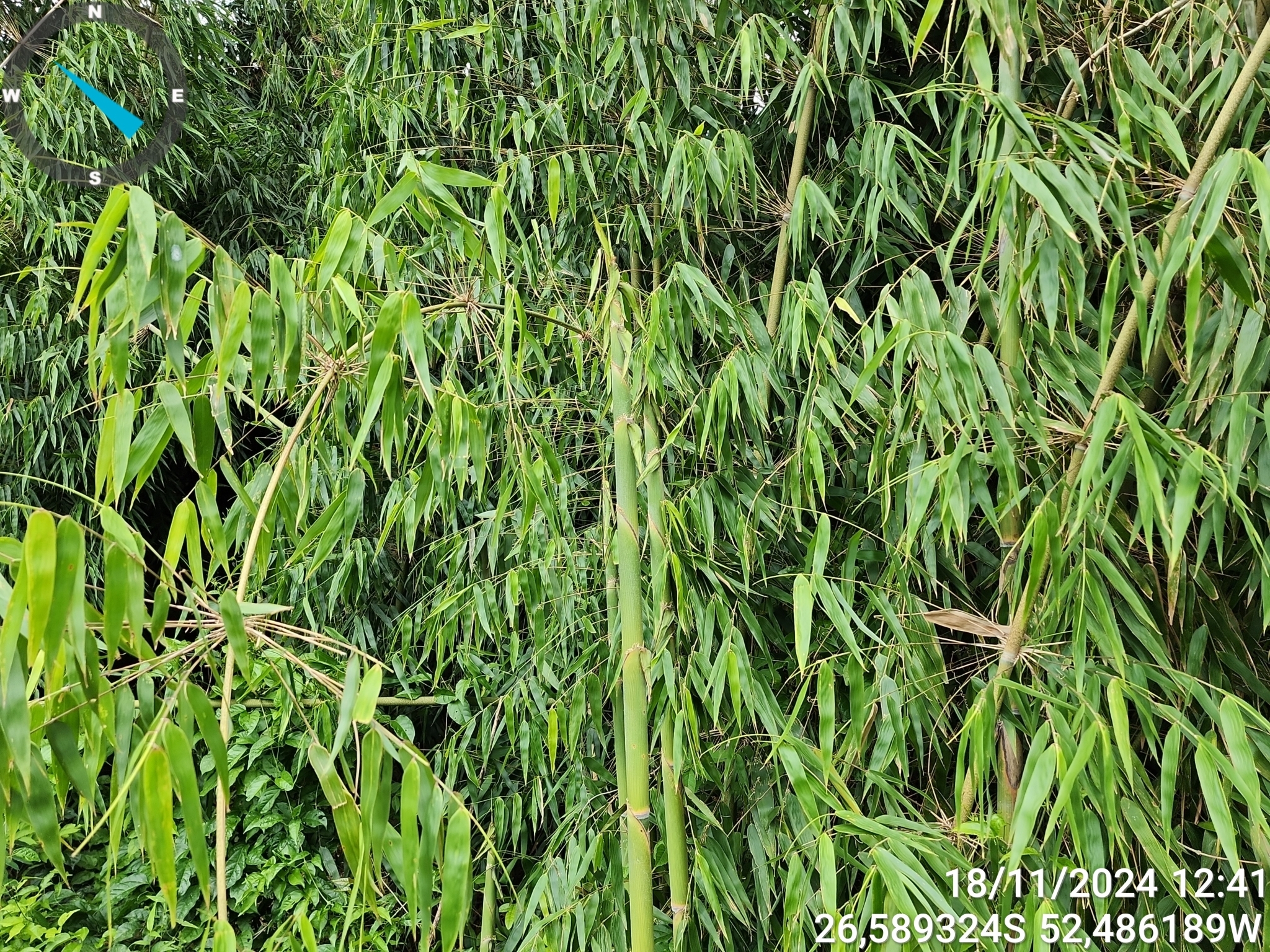 Merostachys multiramea