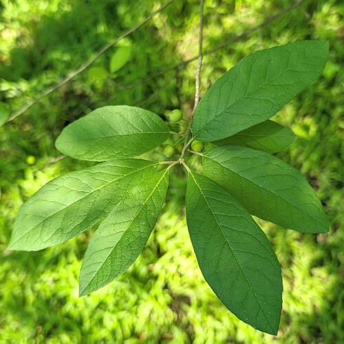 Swamp Holly (Ilex amelanchier)