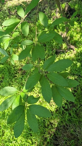 Ilex amelanchier, photograph 2