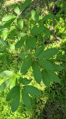 Ilex amelanchier, photograph (c) Jeff Niznik, some rights reserved (CC BY-SA)