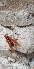 Polistes carnifex