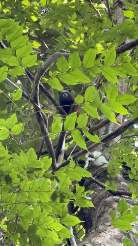 Weddell's Saddle-back Tamarin