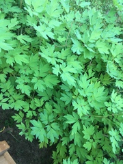 Lamprocapnos spectabilis