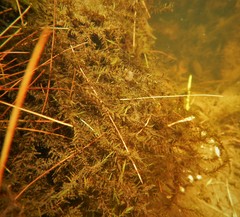 Fontinalis hypnoides