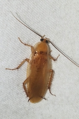 Shelfordella lateralis