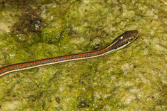 Thamnophis proximus rubrilineatus