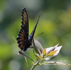 Limenitis arthemis arizonensis
