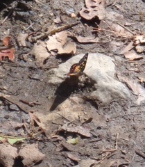 Chlosyne melitaeoides