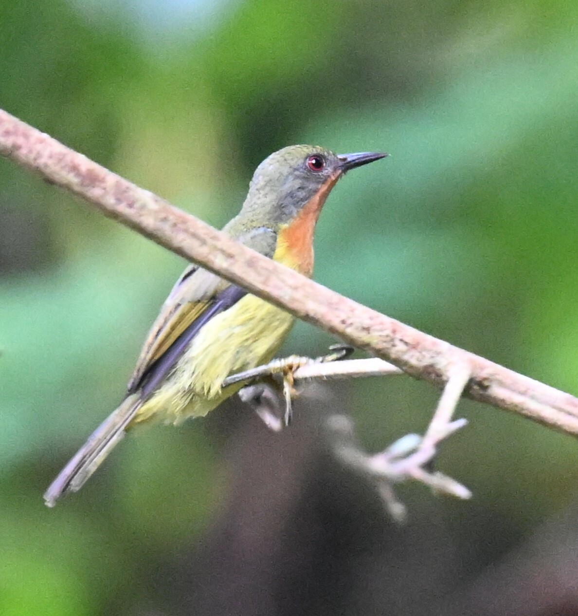 Ruby-cheeked Sunbird