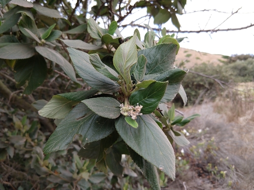 Feltleaf ceanothus (Ceanothus arboreus)