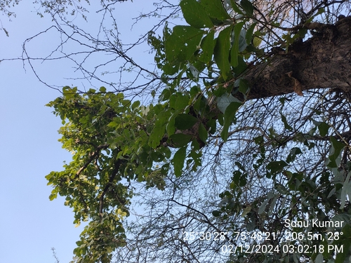 Stereospermum chelonoides, 2024-12-02