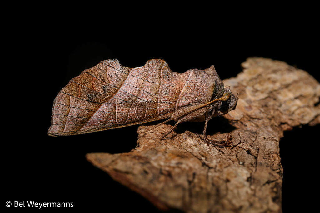 Antaea licormas