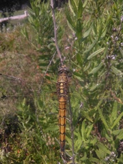 Orthetrum cancellatum