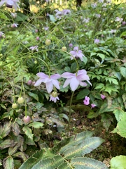 Anemonopsis macrophylla