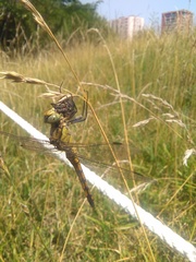 Orthetrum cancellatum