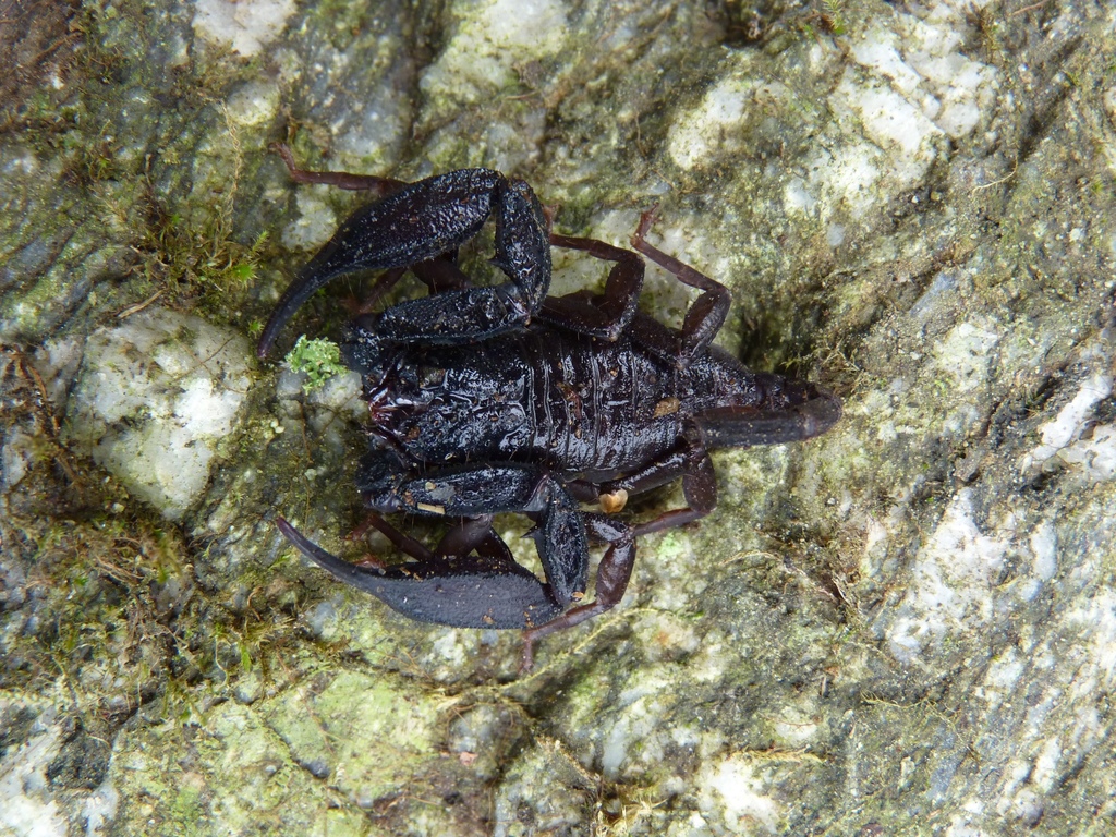 Scorpiops from Kamengbari Doimara, West Kameng, Arunachal Pradesh, IN ...