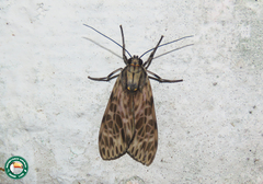 Eucereon tripunctatum