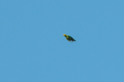 Golden-tailed Parrotlet (Touit surdus), photo 9