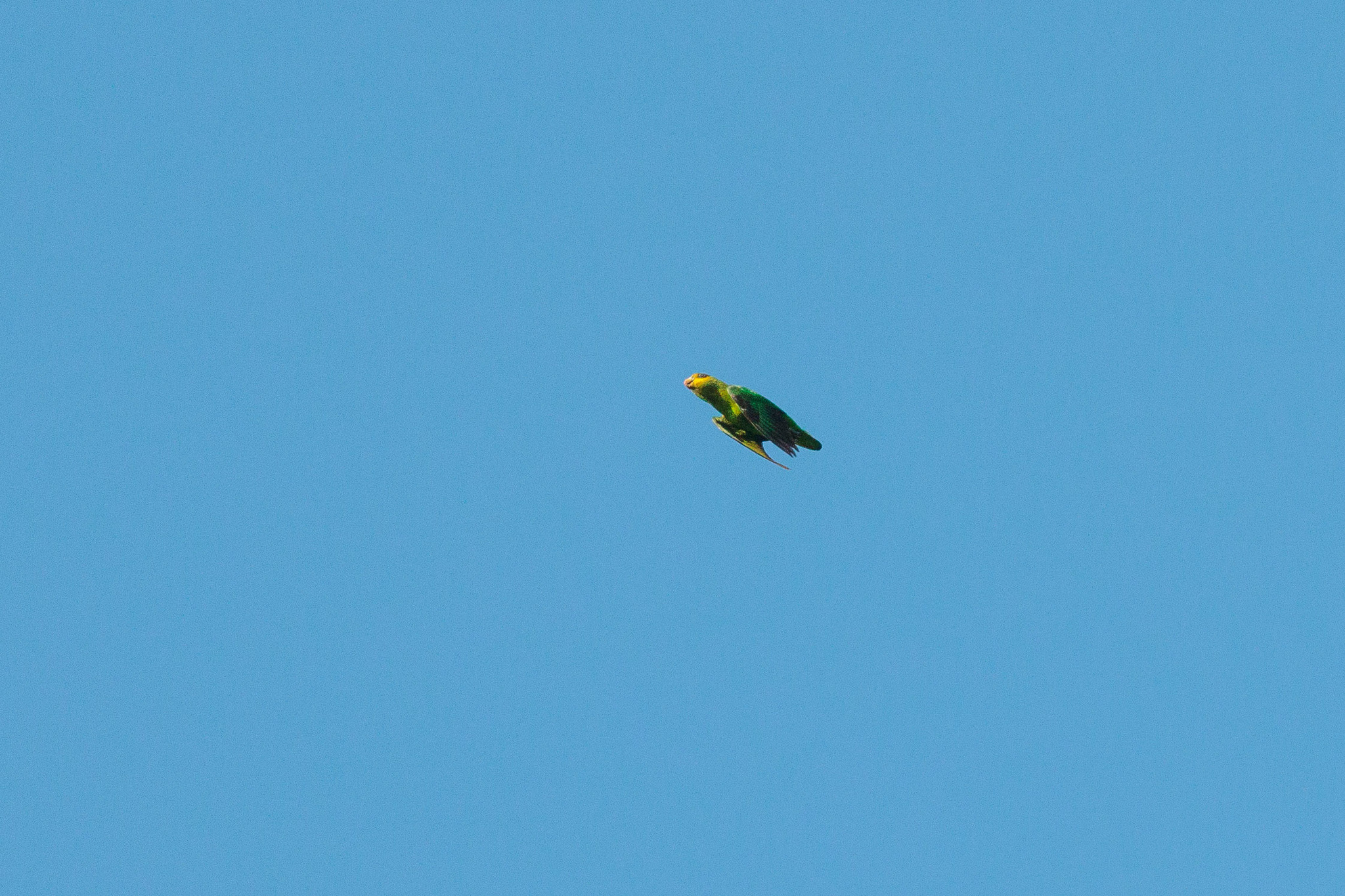 Golden-tailed Parrotlet (Touit surdus), photo 2
