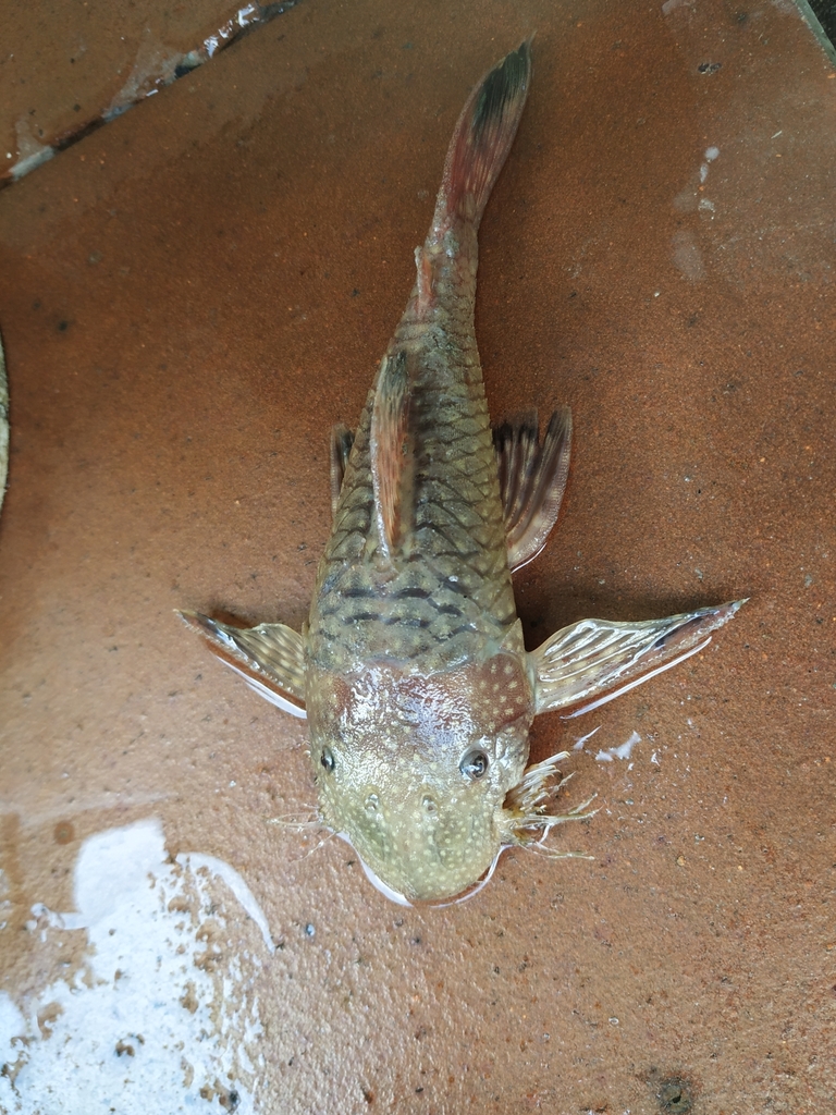 Schomburgk's bristlenose (Lasiancistrus schomburgkii) — Loricariidae