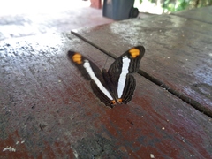 Adelpha basiloides