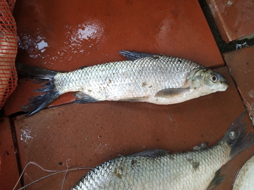 Colombian bocachico (Prochilodus reticulatus) — Prochilodontidae — 3