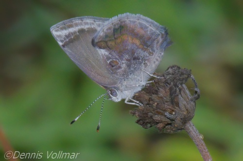 Lantana Scrub-Hairstreak photo 4