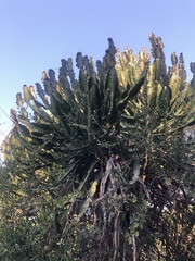 Euphorbia triangularis