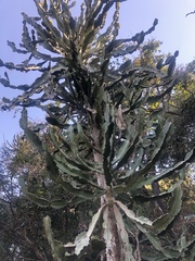 Euphorbia triangularis