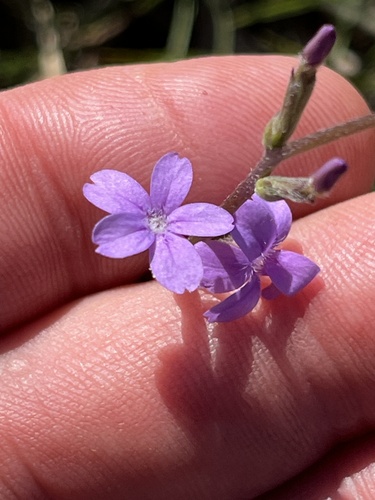 Elongated bluehearts (Buchnera longifolia)