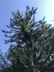 Euphorbia triangularis