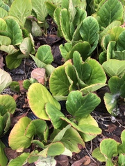 Bergenia