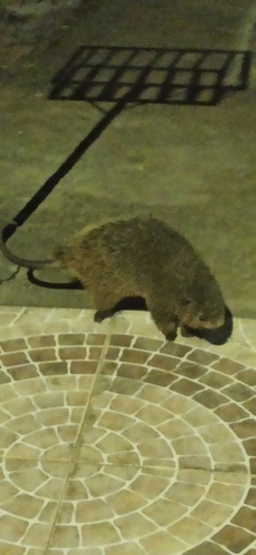 Thin-spined Porcupine