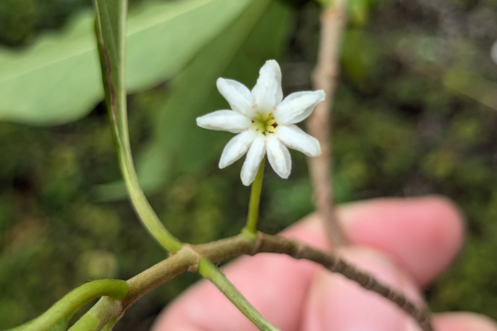 Timonius timon (Timonius timon)