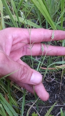 Polygala verticillata isocycla