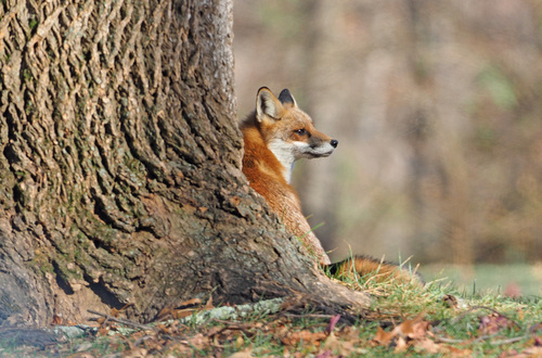 Red Fox photographed in Virginia