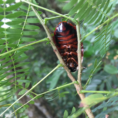 Opisthoplatia orientalis
